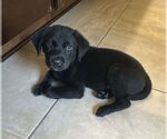 Small #5 Labrador Retriever Mix
