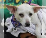 Small #1 Chihuahua Mix
