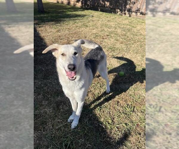 Medium Photo #1 Pyrenees Husky Puppy For Sale in Plano, TX, USA
