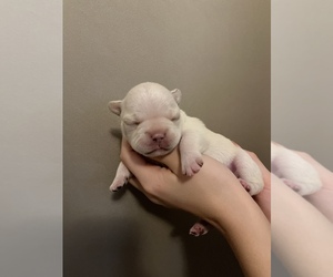 French Bulldog Puppy for sale in NEW ALBANY, OH, USA