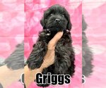 Small Photo #2 Cocker Spaniel-Unknown Mix Puppy For Sale in Sherman Oaks, CA, USA