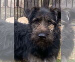 Small Mutt