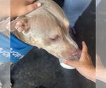 Small #10 Staffordshire Bull Terrier Mix