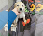 Small Photo #3 Golden Retriever Puppy For Sale in LOS ANGELES, CA, USA