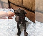 Small Photo #8 Great Dane Puppy For Sale in IRMO, SC, USA