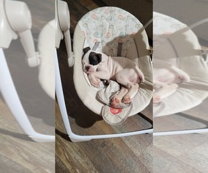 Boxer Puppy for sale in LAUREL, DE, USA
