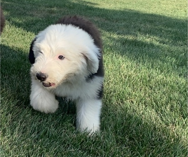 Medium Photo #4 Old English Sheepdog Puppy For Sale in LUCERNE, IN, USA