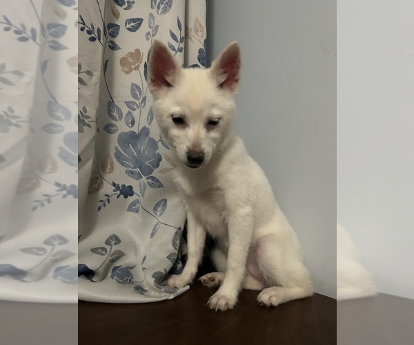 Medium Photo #27 Alaskan Klee Kai Puppy For Sale in DURHAM, CT, USA