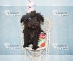 Small #6 Maltipoo