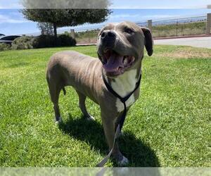 Mutt Dogs for adoption in Riverside, CA, USA