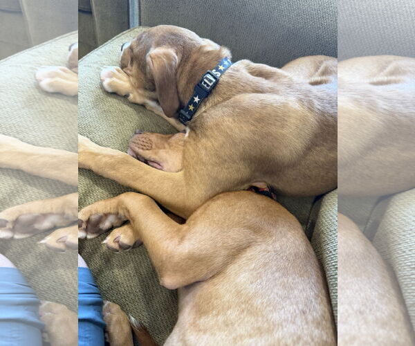 Medium Photo #2 Mutt Puppy For Sale in Jackson Township, NJ, USA