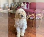 Small Photo #1 Goldendoodle Puppy For Sale in NAPERVILLE, IL, USA