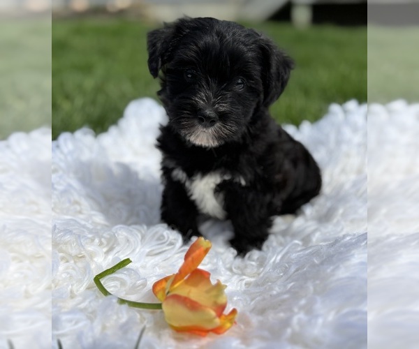 Medium Photo #9 Morkie Puppy For Sale in ROCK STREAM, NY, USA