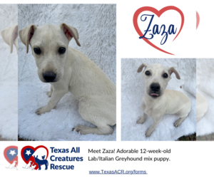 Italian Greyhound-Labrador Retriever Mix Dogs for adoption in Lillian, TX, USA