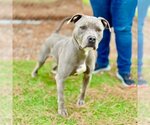 Small Photo #1 American Pit Bull Terrier Puppy For Sale in Camarillo, CA, USA