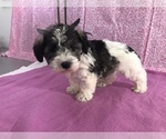 Small #4 Schnoodle (Miniature)