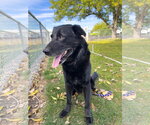 Small Photo #3 Mutt Puppy For Sale in Emmett, ID, USA