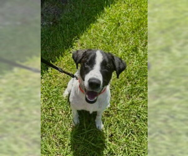 Medium Photo #2 Border Collie-Unknown Mix Puppy For Sale in Oakhurst, NJ, USA