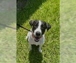 Small #1 Border Collie Mix