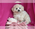 Small #1 Bichpoo