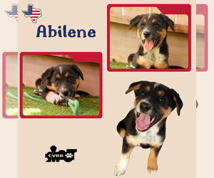 Mutt Dogs for adoption in Lindsay, CA, USA