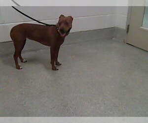 Labrador Retriever-Unknown Mix Dogs for adoption in Fort Collins, CO, USA
