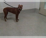 CHINA - Female Labrador Retriever-Unknown Mix Dog for Adoption - Small photo