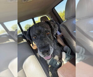 Great Dane-Unknown Mix Dogs for adoption in Bullard, TX, USA