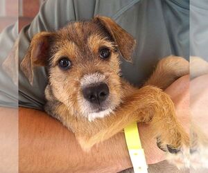 Mutt Dogs for adoption in Carrollton, TX, USA
