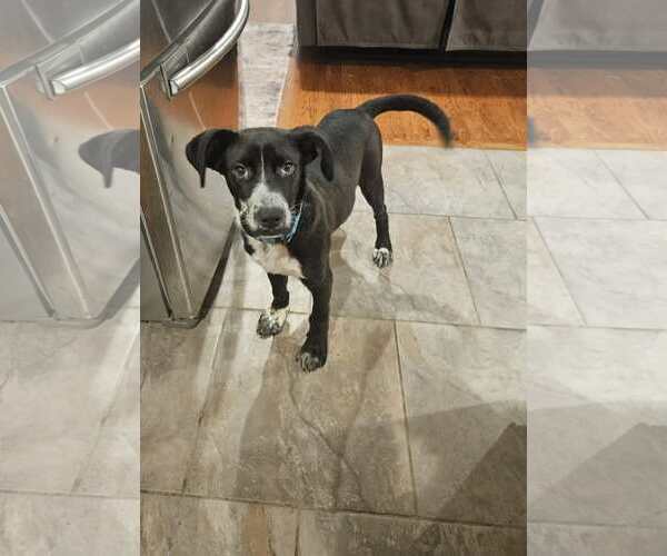 Medium Photo #7 Siberian Husky-Unknown Mix Puppy For Sale in Woodbury, NY, USA