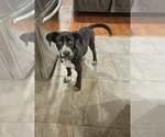 Small #6 Siberian Husky Mix