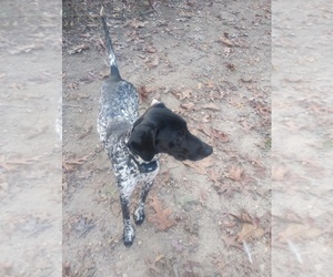 German Shorthaired Pointer Puppy for sale in MONROEVILLE, NJ, USA