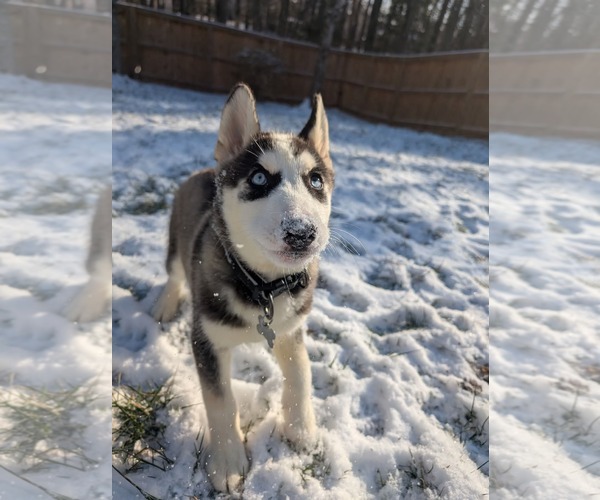Medium Photo #16 Siberian Husky-Unknown Mix Puppy For Sale in Holly Springs, NC, USA