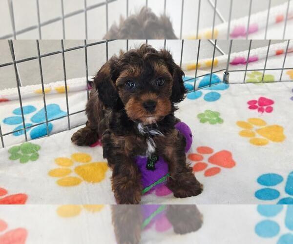 Medium Photo #9 Cavapoo (Miniature)-Poodle (Toy) Mix Puppy For Sale in ORO VALLEY, AZ, USA