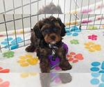 Alex - Male Cavapoo (Miniature)-Poodle (Toy) Mix Puppy for Sale - Photo #9