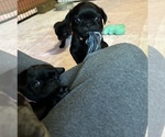 Small Photo #25 Frenchie Pug Puppy For Sale in BLOOMINGTON, IL, USA