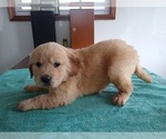 Small Photo #7 Golden Retriever Puppy For Sale in SUMNER, IL, USA