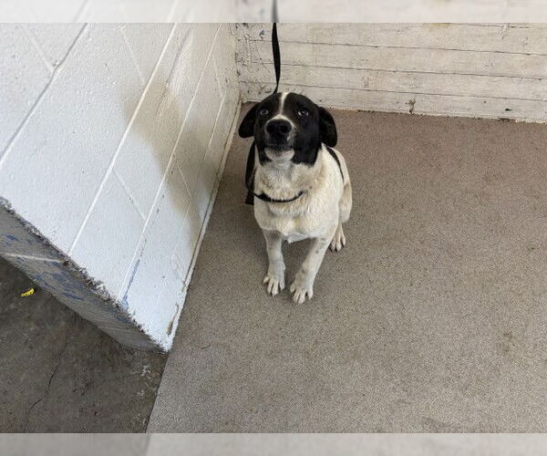 Medium Photo #1 American Foxhound-Unknown Mix Puppy For Sale in San Bernardino, CA, USA