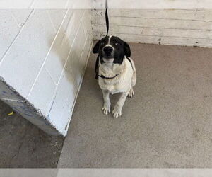 American Foxhound-Unknown Mix Dogs for adoption in San Bernardino, CA, USA