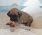 Small Photo #46 Mastiff Puppy For Sale in FULTON, NY, USA