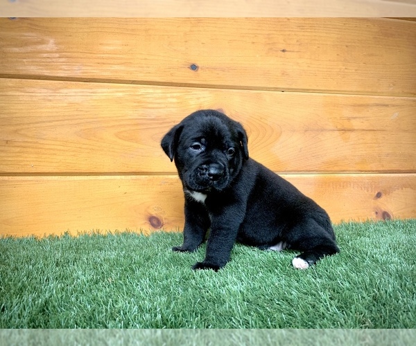Medium Photo #1 Cane Corso Puppy For Sale in NARVON, PA, USA