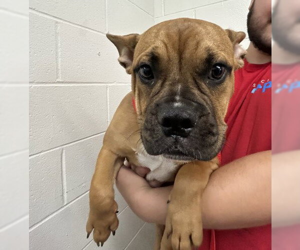 Medium Photo #1 Boxer-Unknown Mix Puppy For Sale in San Bernardino, CA, USA