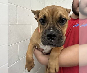Boxer-Unknown Mix Dogs for adoption in San Bernardino, CA, USA