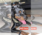 Small #1 Rottweiler