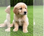 Small #3 Golden Retriever