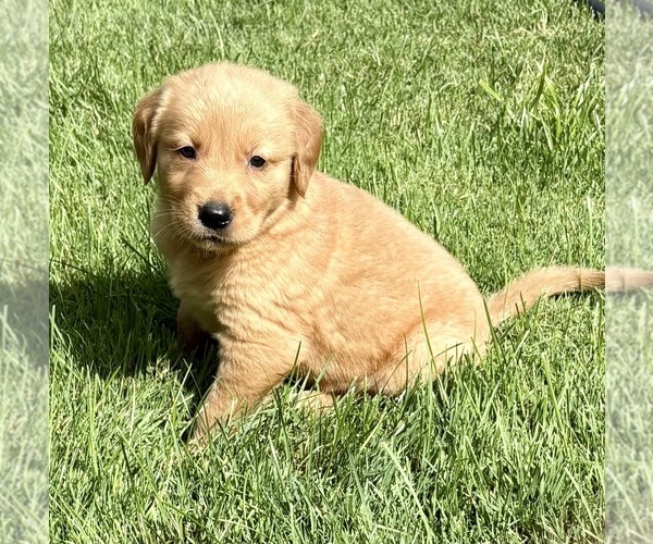 Medium Photo #6 Golden Retriever Puppy For Sale in FAIR HAVEN, MI, USA