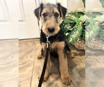 Puppy 2 Airedale Terrier