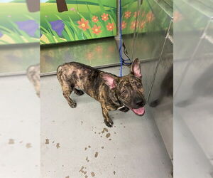 German Shepherd Dog-Unknown Mix Dogs for adoption in Waco, TX, USA