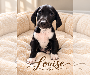 Mutt Dogs for adoption in MIDWAY, UT, USA