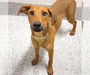 Redbone Coonhound-Unknown Mix Dogs for adoption in Houston, TX, USA